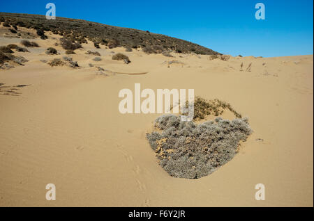 Sanddünen Vegetation. Gomati oder "Pachies Amdes" Region. Katalako Dorf, Lemnos oder Insel Limnos, Griechenland Stockfoto