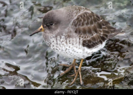 Calidris Ptilocnemis Qutra.  (Kommandant Islands) Stockfoto