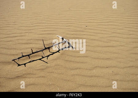 Isolierte Baum Zweig im Bereich Fett sandigen Hügel von Gomati Region begraben. Katalako Dorf, Lemnos Insel, Griechenland Stockfoto