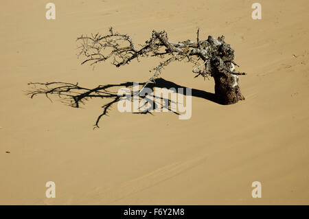 Getrocknete Baum Bolus und Schatten begraben in den Sanddünen von Gomati, geschützt natürlicher 2000 Bereich, Katalako, Lemnos Insel, Griechenland Stockfoto