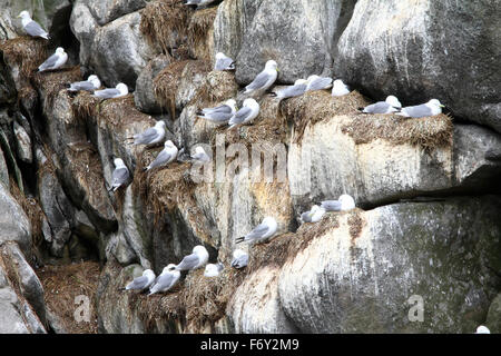 Das schwarz-legged Kittiwake (Rissa Tridactyla), Kolonie auf Traufe. Kommandeurs-Inseln Stockfoto