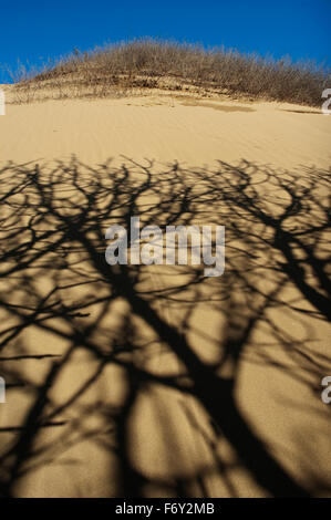 Vertikale Schuss Baum Schatten getrocknet und getrocknet Vegetation. Sanddünen von Gomati, Katalako Dorf, Lemnos Insel, Griechenland Stockfoto