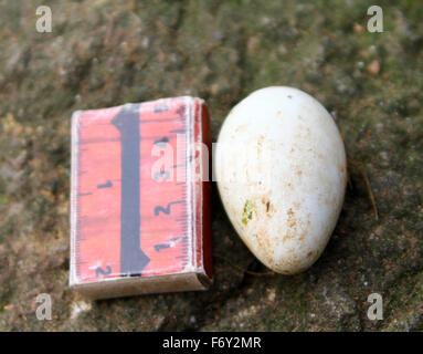 Ei der Sittich Auklet (Cyclorrhynchus geflohen) mit einem "Lineal". Kommandeurs-Inseln.  mit dem "Lineal". Kommandant Islznds Stockfoto