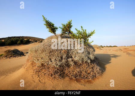 Getrocknete Vegetation mitten in den Dünen von Gomati. Katalako Dorf, Lemnos oder Insel Limnos, Griechenland Stockfoto