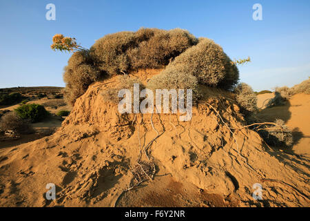 Getrocknete Pflanzen und Wurzeln Struktur bei Sonnenuntergang. Sanddünen von Gomati Bereich. Katalako Dorf, Lemnos oder Insel Limnos, Griechenland Stockfoto
