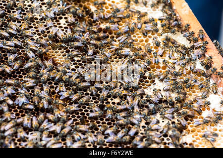 Bienen Honig machen Stockfoto