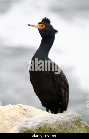 Das Red-faced Kormoran (Phalacrocorax Online). Kommandeurs-Inseln. Kamchanka Stockfoto