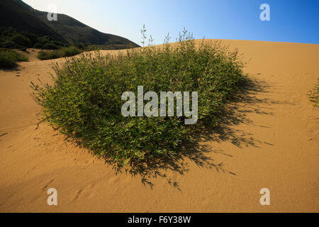 Vegetation SP. Vitex Agnus-Castus oder Mönchspfeffer in den Sanddünen von Gomati. Katalako Dorf, Lemnos oder Insel Limnos, Griechenland Stockfoto