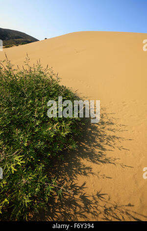 Sanddünen in Gomati oder "Ammothines" Bereich und Vegetation (Vitex Agnus Castus). Katalako Dorf, Lemnos oder Insel Limnos, Griechenland Stockfoto