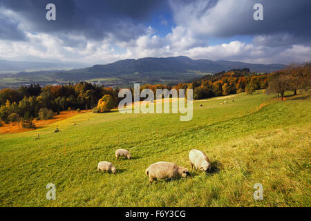 Sonniger Herbst Alpenpanorama mit schöner Aussicht und mit einer Herde von Schafen auf dem Rasen im Vordergrund Stockfoto