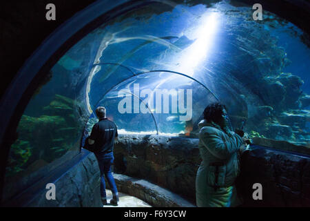 Unterwasser-Tunnel in London Sea Life Aquarium, London, England Stockfoto