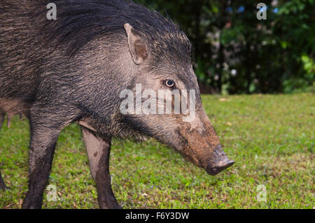 Porträt, Wildschwein, wild Schwein oder eurasischen Wildschwein (Sus Scrofa), Malaysia Stockfoto