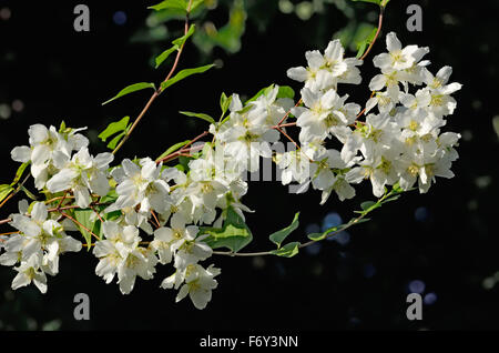 Blumen Mock-Orange (Philadelphus) schließen gegen den blauen Himmel Stockfoto