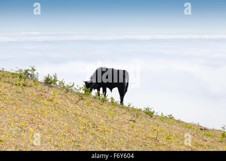 Kuh und Kalb Weide in den Bergen Madeiras Stockfoto