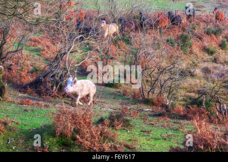 ein Wildschwein, gejagt von wilden Ponys in den New Forest, Hampshire, England, UK Stockfoto