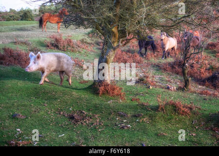 ein Wildschwein, gejagt von wilden Ponys in den New Forest, Hampshire, England, UK Stockfoto