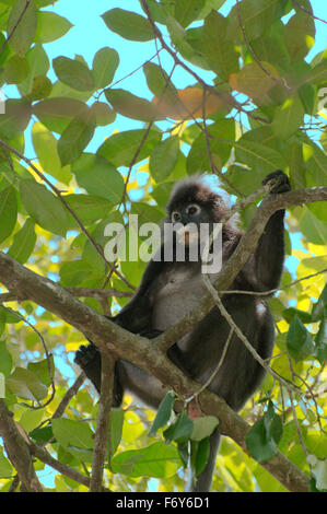 15. Oktober 2014 - altrosa Blatt Affen, brillentragende Languren oder brillentragende Blatt Affen (Trachypithecus Obscurus) sitzt hoch auf einem Baum, Perhentian Island, Malaysia © Andrey Nekrassow/ZUMA Wire/ZUMAPRESS.com/Alamy Live-Nachrichten Stockfoto