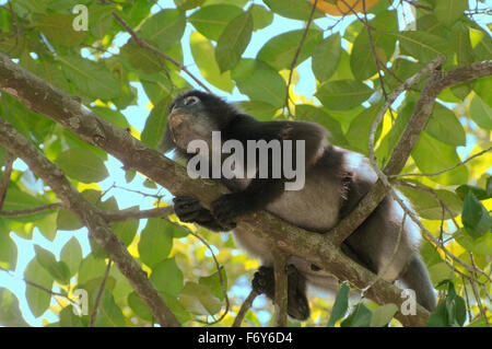 15. Oktober 2014 - altrosa Blatt Affen, brillentragende Languren oder brillentragende Blatt Affen (Trachypithecus Obscurus) sitzt hoch auf einem Baum, Perhentian Island, Malaysia © Andrey Nekrassow/ZUMA Wire/ZUMAPRESS.com/Alamy Live-Nachrichten Stockfoto