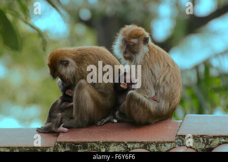 15. Oktober 2014 - Krabbe-Essen Makaken, Long-tailed Macaque (Macaca Fascicularis) Weibchen mit Baby sitzt auf dem Dach, Malaysia © Andrey Nekrassow/ZUMA Wire/ZUMAPRESS.com/Alamy Live-Nachrichten Stockfoto