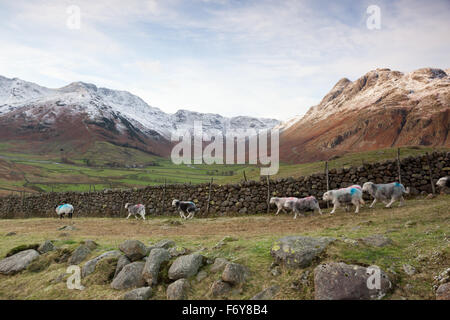 Great Langdale, UK. 21. November 2015. Schafe sind von ihren Hirten ins Tal in Great Langdale im Lake District zurückzuführen, da der erste Schnee des Winters auf den Gipfeln zu begleichen. Bildnachweis: Andrew Ward/Alamy Live-Nachrichten Stockfoto