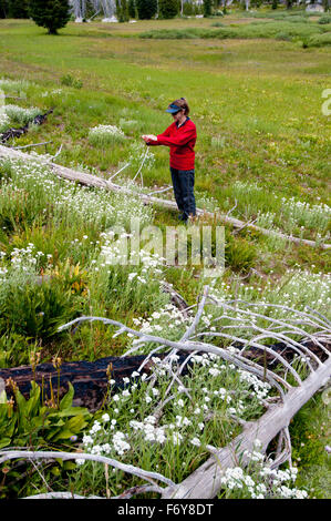 Frau auf Spuren im Payette National Forest, Idaho, fotografieren Wildblumen mit ihrem Handy (Herr No. 01-1915) Stockfoto