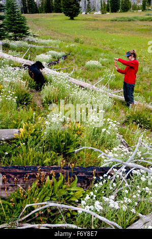 Frau und Hund unterwegs im Payette National Forest, Idaho, fotografieren Wildblumen mit ihrem Handy (Herr No. 01-1915) Stockfoto