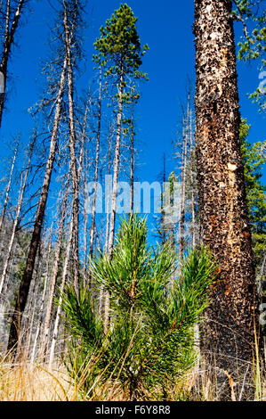 Drehkiefern Sämlinge im Five-Year-Old Wald Feuer Standort in Zentral-Idaho Stockfoto