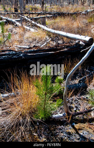 Drehkiefern Sämlinge im Five-Year-Old Wald Feuer Standort in Zentral-Idaho Stockfoto