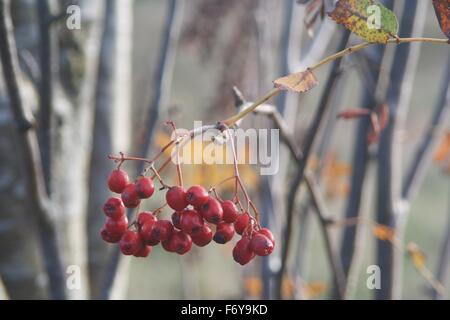 Vogelbeeren Stockfoto