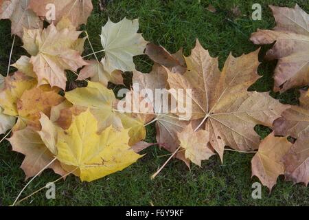 Laub auf dem Rasen im Herbst Stockfoto