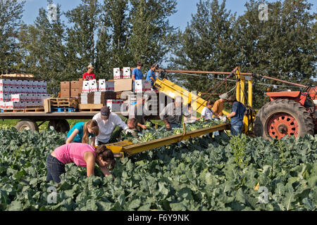 Besatzung, die Absetzung geerntet Brokkoli Kronen auf Förderband, Verpackung & Kisten stapeln. Stockfoto