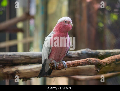 Galah Cockatoo wissenschaftlicher Name (Cacatua Roseicapilla) Stockfoto