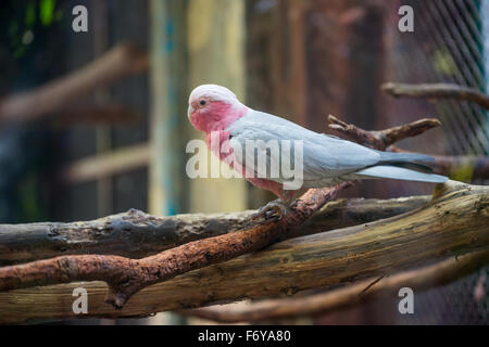 Galah Cockatoo wissenschaftlicher Name (Cacatua Roseicapilla) Stockfoto