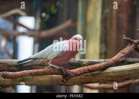 Galah Cockatoo wissenschaftlicher Name (Cacatua Roseicapilla) Stockfoto