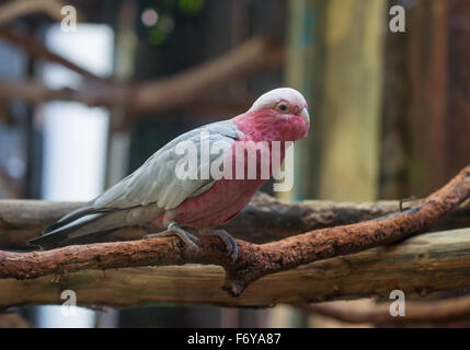 Galah Cockatoo wissenschaftlicher Name (Cacatua Roseicapilla) Stockfoto