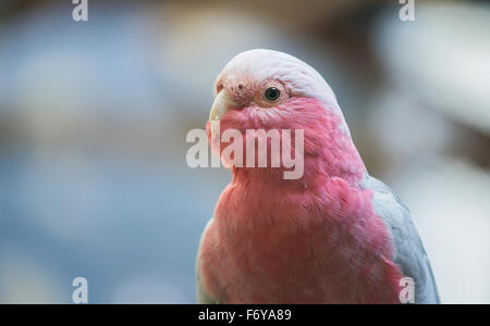 Galah Cockatoo wissenschaftlicher Name (Cacatua Roseicapilla) Stockfoto