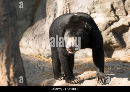 malayischen Sunbear oder Honig-Bären (Helarctos Malayanus) Stockfoto