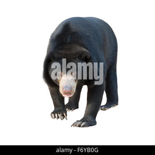 malayischen Sunbear (Helarctos Malayanus) isoliert auf weißem Hintergrund Stockfoto