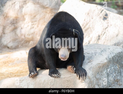 malayischen Sunbear oder Honig-Bären (Helarctos Malayanus) Stockfoto