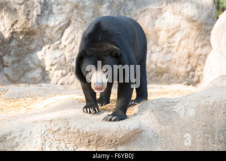 malayischen Sunbear oder Honig-Bären (Helarctos Malayanus) Stockfoto