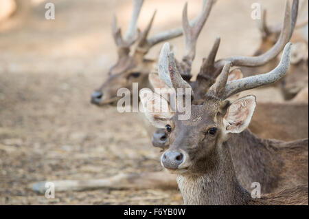 Gruppe von Rusa oder Javan Hirsch (Cervus Timorensis) Stockfoto