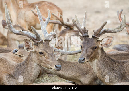 Gruppe von Rusa oder Javan Hirsch (Cervus Timorensis) Stockfoto