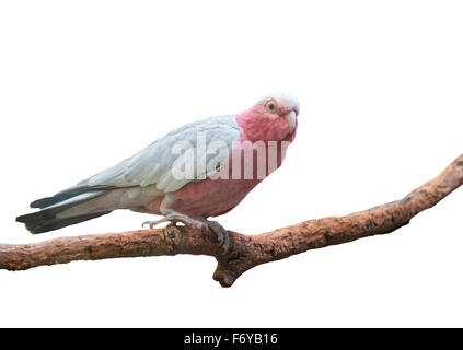 Galah Cockatoo wissenschaftlicher Name (Cacatua Roseicapilla) isoliert auf weißem Hintergrund Stockfoto