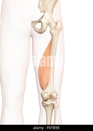 Menschlichen Oberschenkelmuskulatur, Computer Bild. Stockfoto