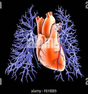 Herz-Kreislauf-System von Herz und Lunge, Computer Artwork. Das Herz (Mitte) ist ein hohler Muskel, der Blut durch den Körper pumpt. Sauerstoffreiches Blut aus der Lunge in die beiden Zweige der Pulmonalvene (blau-violett) kehrt zurück Stockfoto