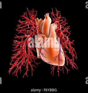 Herz-Kreislauf-System von Herz und Lunge, Computer Artwork. Das Herz (Mitte) ist ein hohler Muskel, der Blut durch den Körper pumpt. Die beiden Zweige der Lungenarterie (rot) transportieren sauerstoffarmes Blut aus dem Herzen in die Lunge Stockfoto