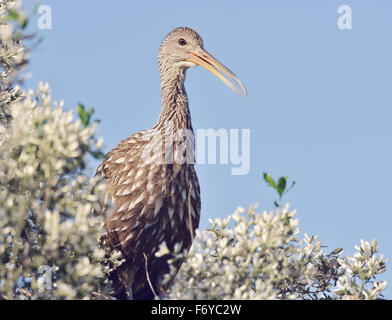 Limpkin Vogel Sitzstangen gegen blauen Himmel Stockfoto