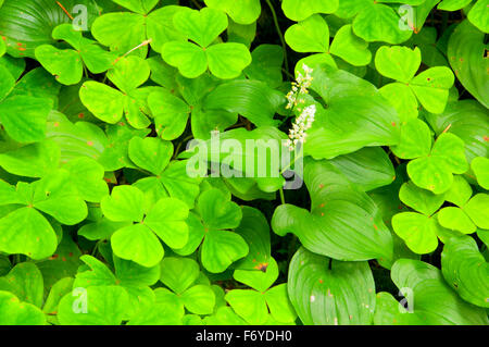 Wild Lily Of The Valley (Maianthemum Canadensis) mit Oxalis entlang Mücke Creek Trail, Clatsop State Forest, Oregon Stockfoto