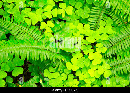 Wild Lily Of The Valley (Maianthemum Canadensis) mit Oxalis und Farn entlang Bloom Lake Trail, Clatsop State Forest, Oregon Stockfoto