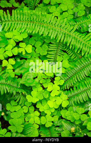 Wild Lily Of The Valley (Maianthemum Canadensis) mit Oxalis und Schwert Farn entlang Bloom Lake Trail, Clatsop State Forest, Oregon Stockfoto